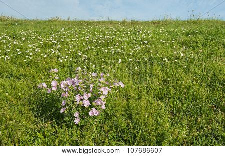 Pink Flowering Musk-mallow Plants On An Embankment