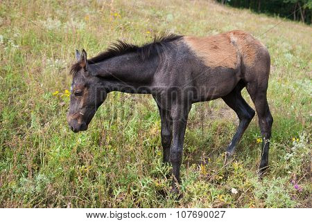 Cute foal deciding what herb to taste first