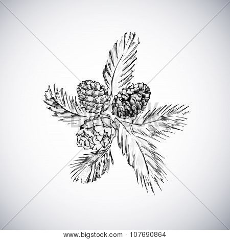 Siberian pine branches with pine cones.