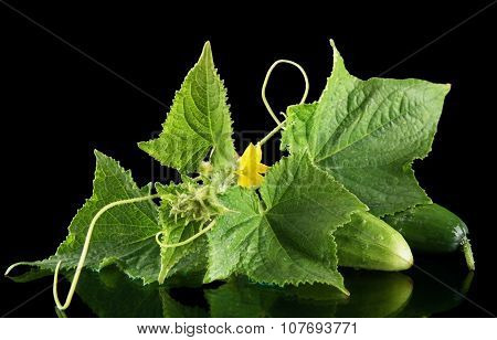 Few Fresh Raw Cucumbers With Flower Isolated On Black