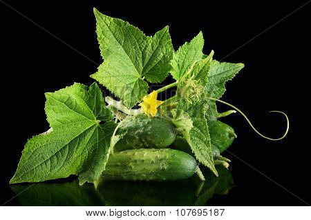 Few Fresh Raw Gherkins With Flower Isolated On Black