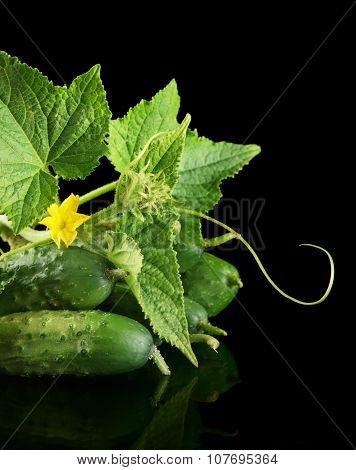 Cropped Shot Raw Cucumbers With Flower Isolated On Black