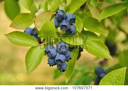 Blueberries Plant