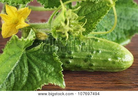 Cropped Shot Raw Cucumber With Flower On Wooden Table