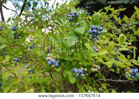 Blueberry Plant
