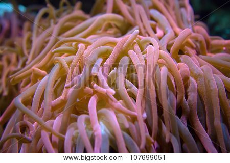 Giant Anemone Close-up In Pink Tones