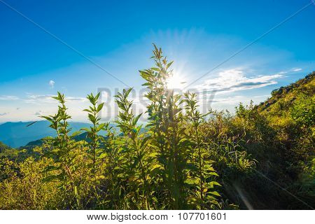 Scenic Landscape With Mountains Sub Alpine In Summer