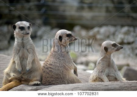 Meerkats In Fota Wildlife Park
