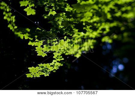 Tree branch in a forest in Denmark