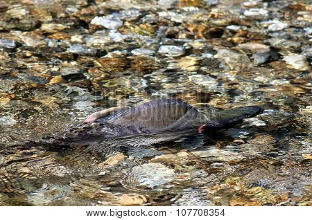 Male Pink Salmon in Stream