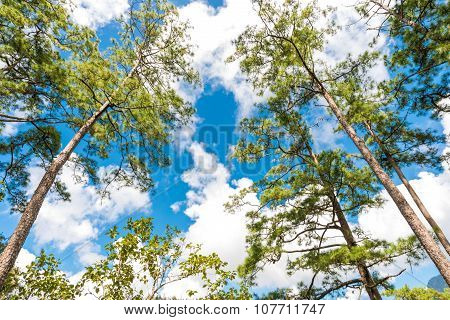 Pine Tree On Sub Alpine Mountain Forest