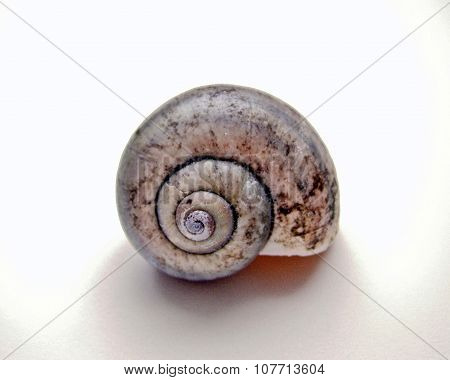 Fossil Sea Shell