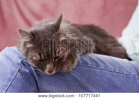Grey lazy cat sleeping on woman's knees in the room
