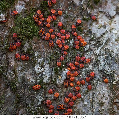 Family Red Bugs On The Bark Of A Tree