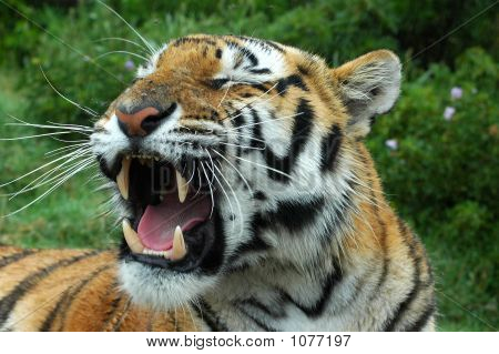 Tigre