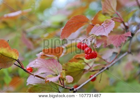 Guelder rose on a bush