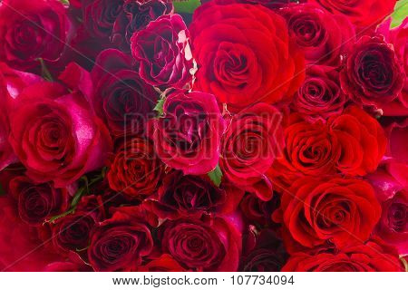 pile of red roses