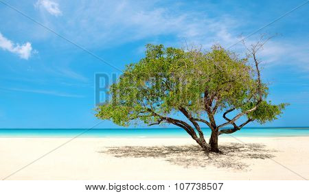 Exotic Beach In Dominican Republic, Punta Cana