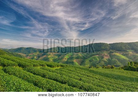 Tea Plantation At Doi Mae Salong In Chiang Rai, Thailand