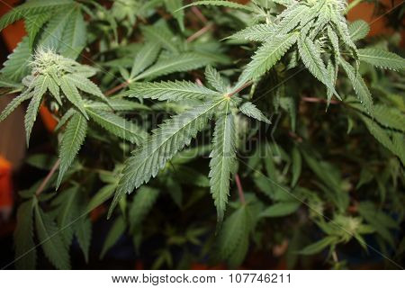 Medical Marijuana Leaves