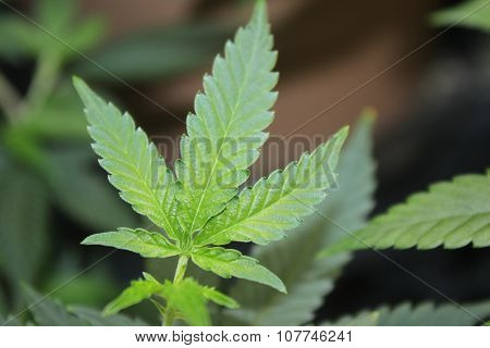 Medical Marijuana Young Pot Leaf