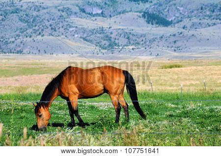 Horse grazes in Paradise Valley in Montana. Foothills of the Gallatin Mountain Range rises in background.