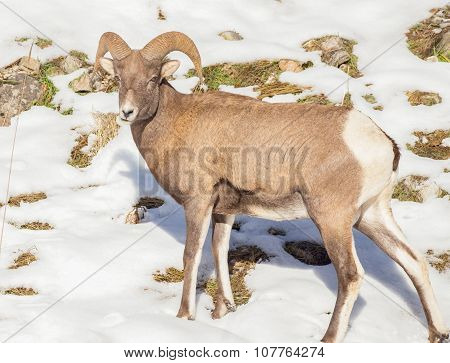 Bighorn Sheep - Grazing On The Hill.
