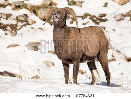 Bighorn Sheep - Talking.