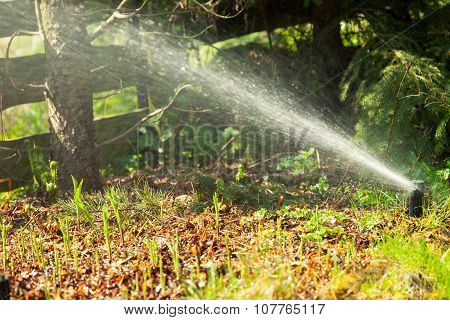 Gardening. Lawn Sprinkler Spraying Water Over Grass.