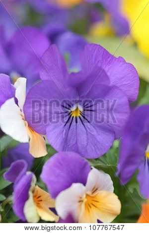 Purple Pansy Flower.