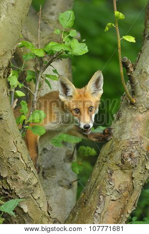 Red Fox