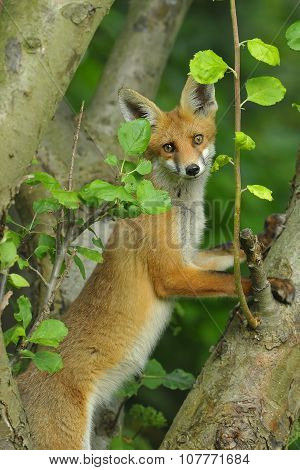 Red Fox