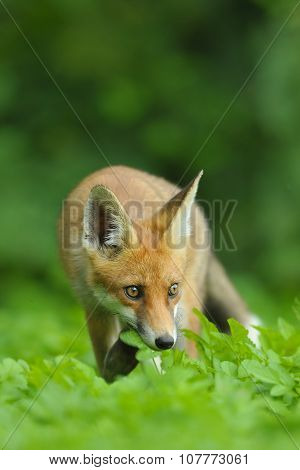Red Fox