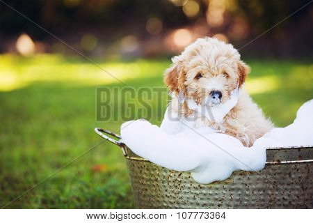 Adorable Cute Young Puppy Outside in the Yard Taking a Bath Covered in Soapy Bubbles