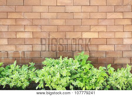 Brown Brick Wall Foully And Green Leaf.
