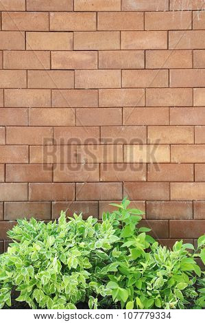 Brown Brick Wall Foully And Green Leaf.