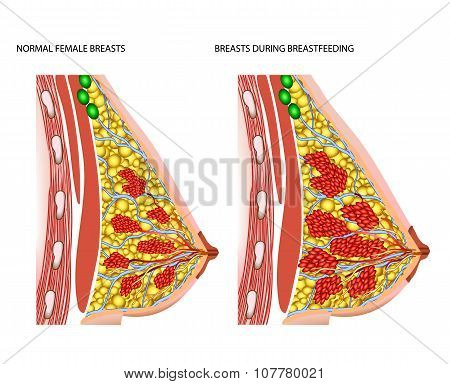 Breasts during breastfeeding