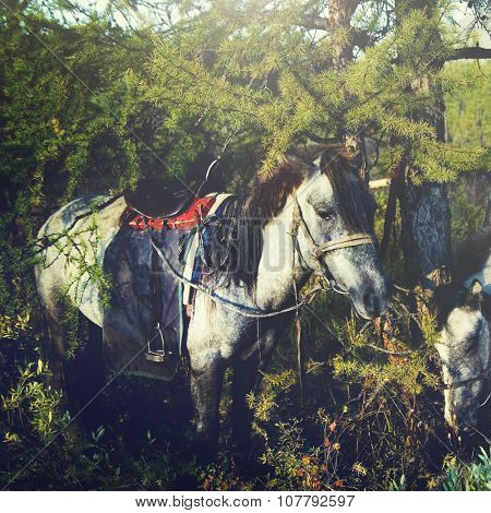Mongolian Tsataan Horses Tranquil Solitude Nomadic Concept
