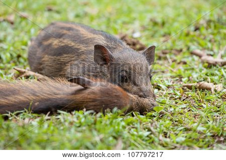 Baby wild boars sleeping on grass
