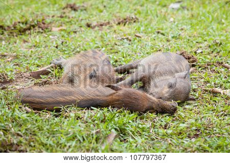 Baby wild boars sleeping on grass