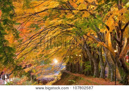 Maple Corridor near Kawaguchi Lake in Japan during autumn.