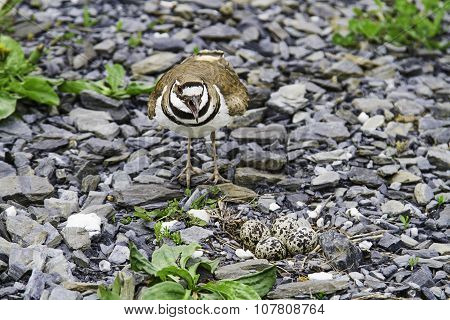 Charadrius Vociferus