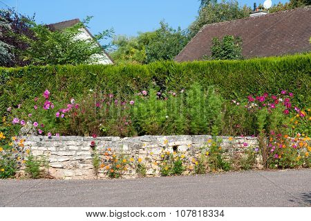Cosmos Bipinnatus, Commonly Called The Garden Cosmos Or Mexican Aster