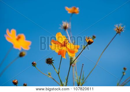 Cosmos Bipinnatus, Commonly Called The Garden Cosmos Or Mexican Aster