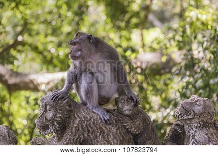 Long-tailed Macaques (macaca Fascicularis) In Sacred Monkey Forest, Ubud, Indonesia