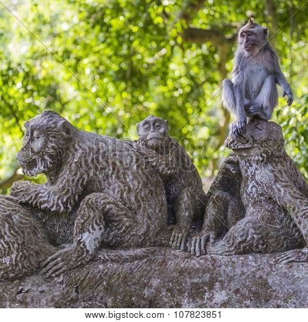 Long-tailed Macaques (macaca Fascicularis) In Sacred Monkey Forest, Ubud, Indonesia