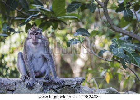 Long-tailed Macaques (macaca Fascicularis) In Sacred Monkey Forest, Ubud, Indonesia