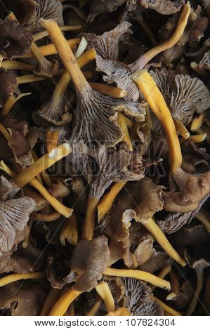 fresh wild mushrooms