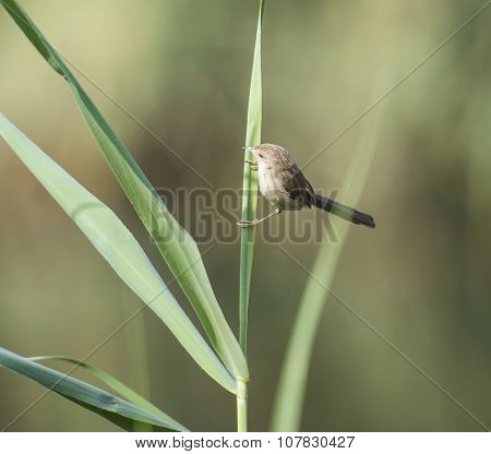 Graceful Prinia Warbler Perched On A Blade Of Grass
