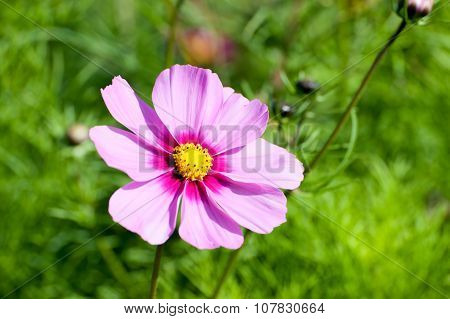 Cosmos Bipinnatus, Commonly Called The Garden Cosmos Or Mexican Aster